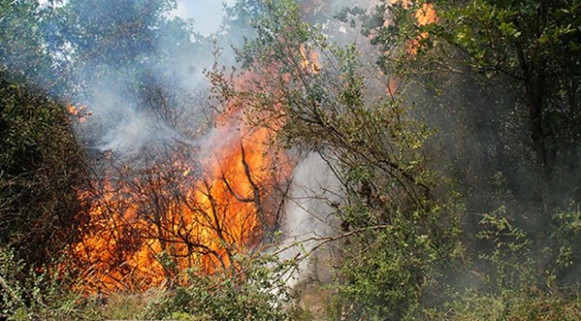 İstanbul Pendik'te ormanlık alanda yangın