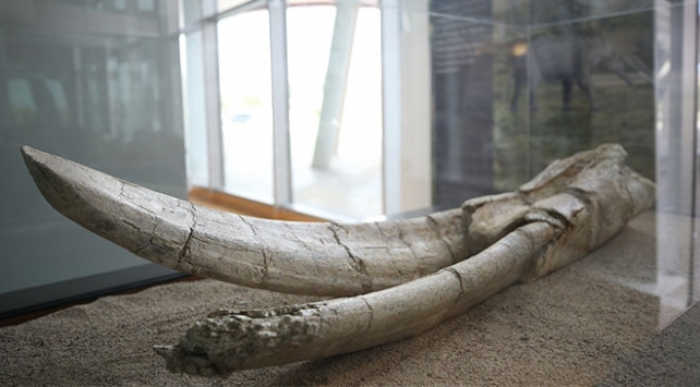 Kayseri'deki fosiller yeni bir türe ait olabilir