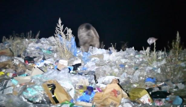 Plastik yiyen bozayıların nesli tükenme tehlikesi altında
