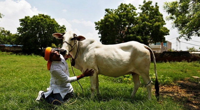 Hint siyasetçiden "Hindistandaki ineklerin sütünde altın bulunduğu" iddiası
