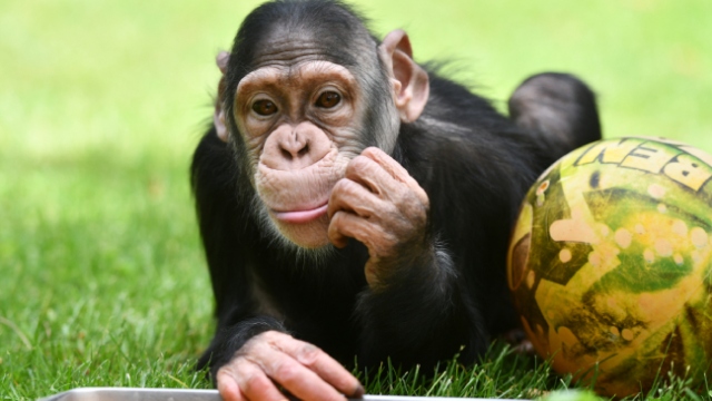 Şempanze Can da 2 aydır yuvasından çıkmadı