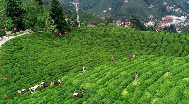 Çay ihracatından 7 ayda  9 milyon 131 bin dolar gelir sağlandı