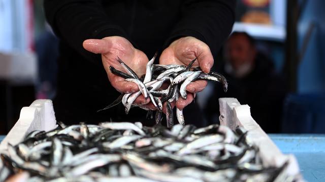 Prof. Dinçer: Hamsinin geleceği için avcılık bir yıl yasaklanmalı