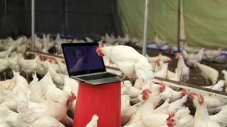 Hollanda'da 216 bin tavuk itlaf edilecek