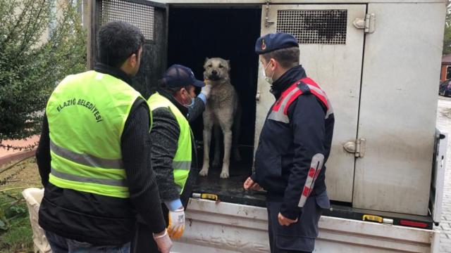 Elazığda kamyonetin arkasına bağladığı köpeğe eziyet eden sürücü yakalandı