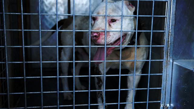 Tehlike arz eden 12 bin 100 köpek kayıt altına alındı