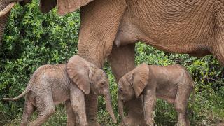 Kenya’da ikiz fil dünyaya geldi