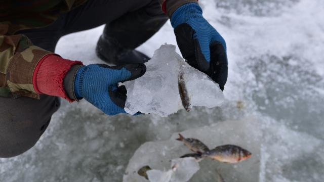 Buz tutan Nazik Gölü'nde balıklar dondu
