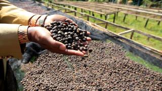 Araştırma: Kahvenin yetiştiği alanlar 2050'ye kadar yarı yarıya azalacak