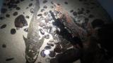 En yaşlı akvaryum balığı Methuselah yaşatılmaya çalışılıyor