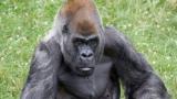 Dünyanın en yaşlı erkek gorili Ozzie 61 yaşında hayatını kaybetti