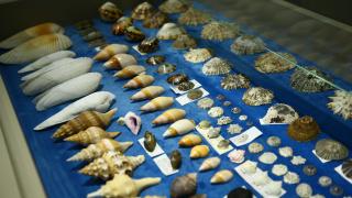 Deniz kabuklarından koleksiyon