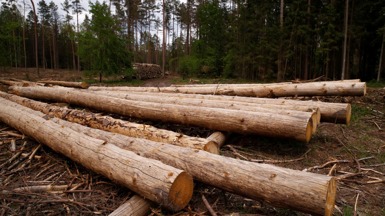 Fransa'da odun şirketlerinin hisseleri yüzde 700 arttı