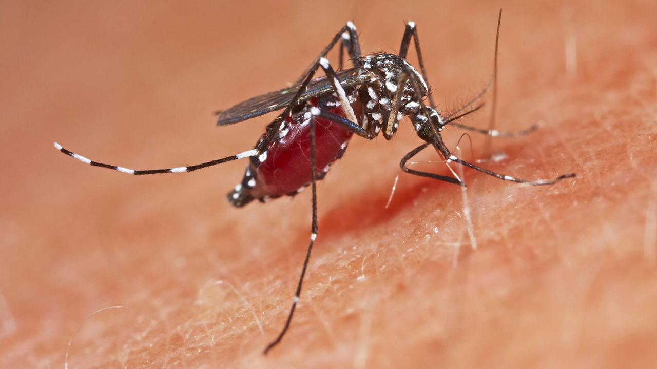Avrupa&#039;da sivrisinek kaynaklı salgın alarmı