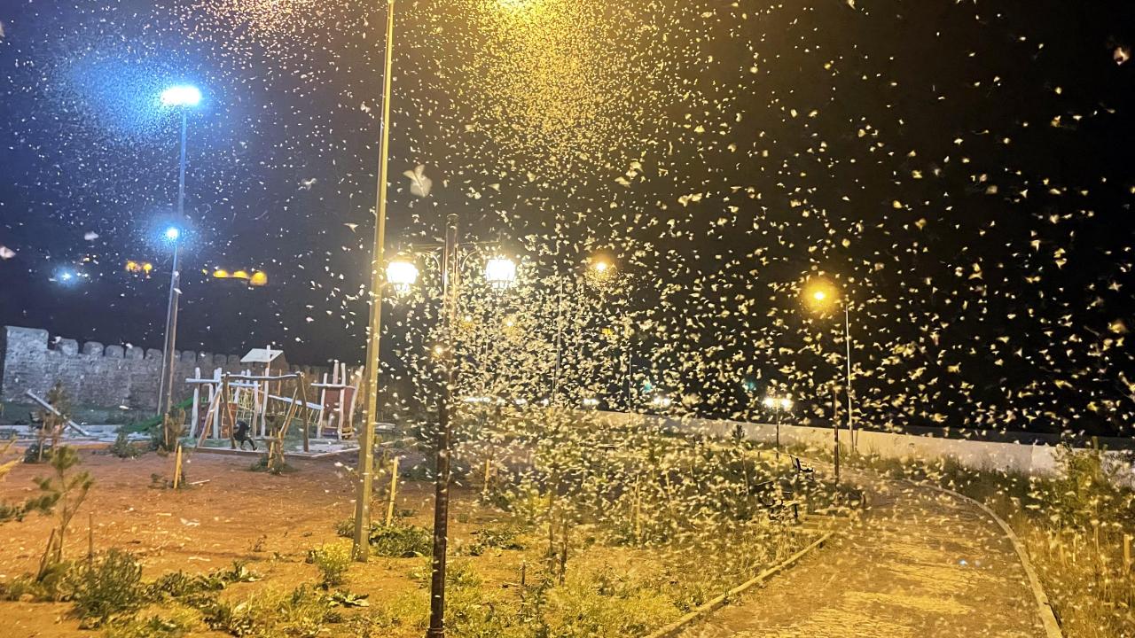 Ardahan'da mayıs sineklerinin ölüm uçuşu