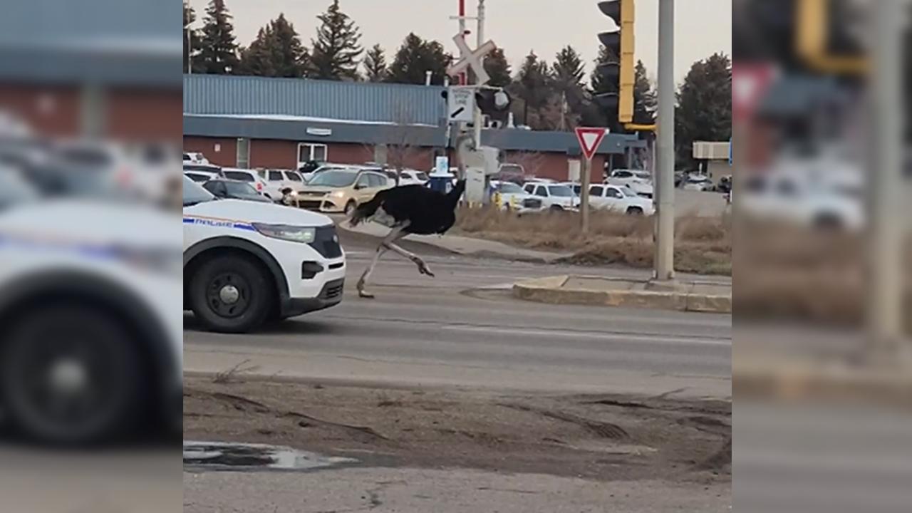 Kanada'da polis deve kuşu kovaladı