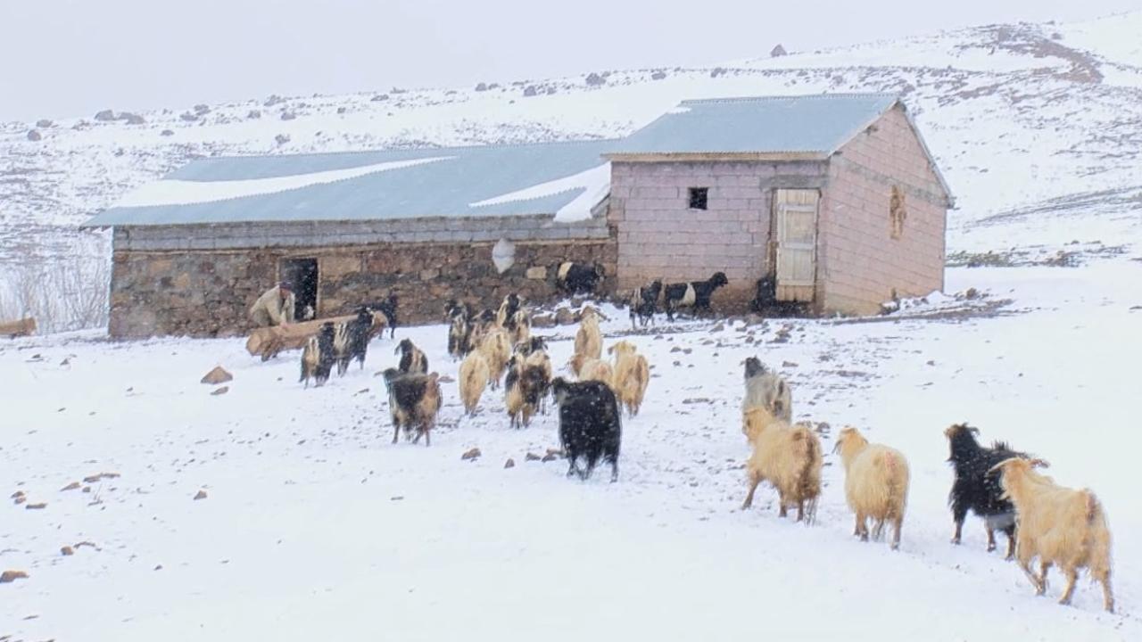Yaylaya çıkarılan koyunlar yağan karla yeniden ağıllara getirildi