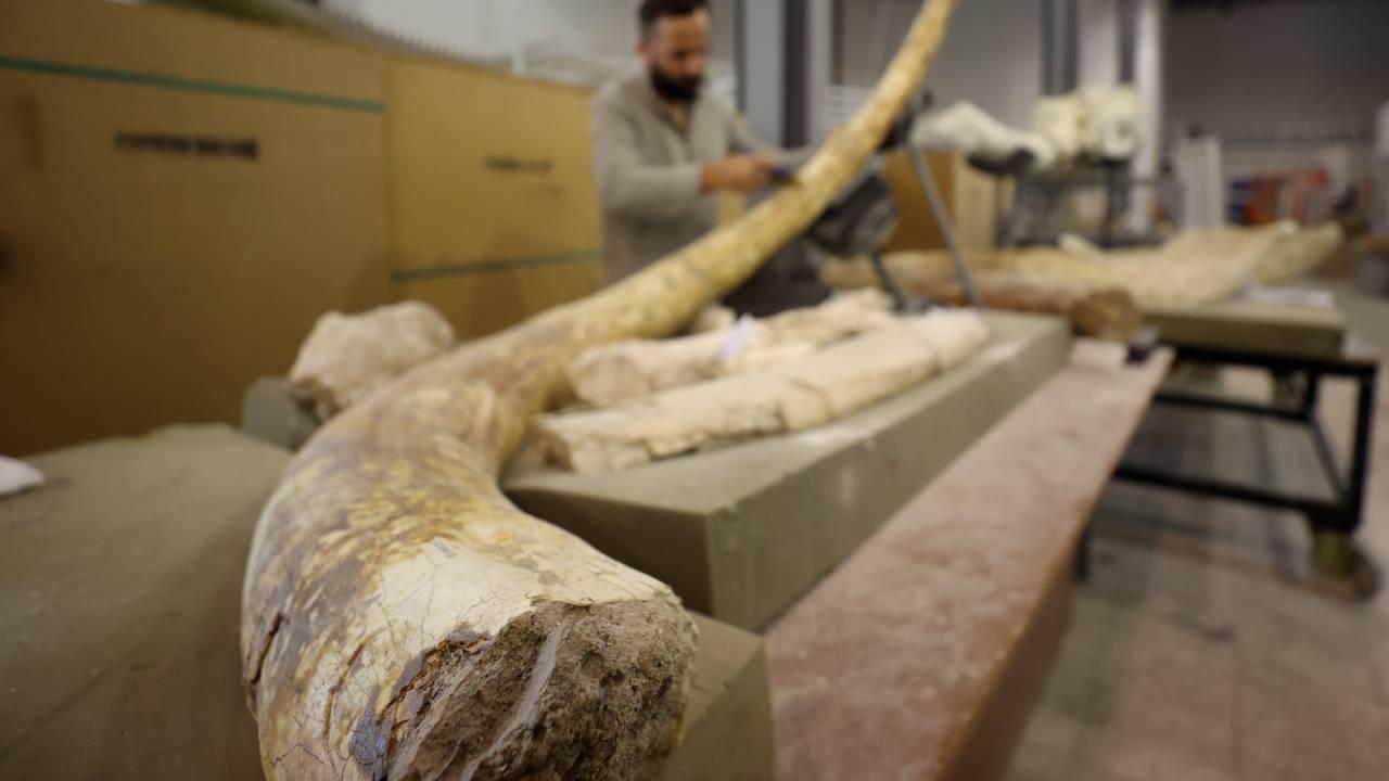 7,5 milyon yıllık zürafa, at ve fil fosilleri sergilenecek