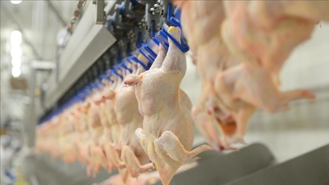 Üretilen kanatlı etinin dörtte biri ihraç edildi