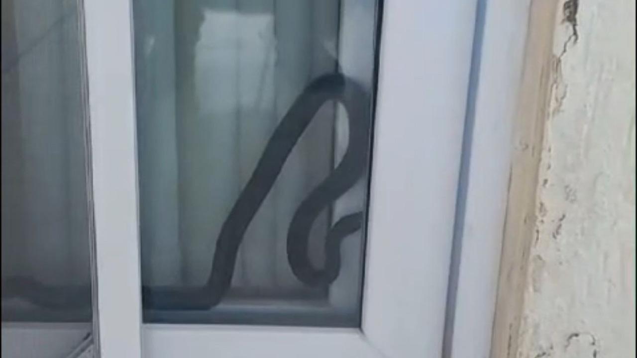 Mersin&#039;de eve giren yılan korkuttu