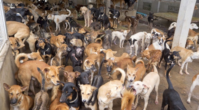 Vietnamda halka &quot;köpek eti yemeyin&quot; çağrısı
