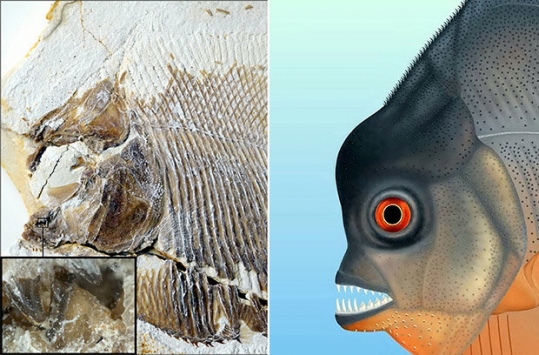 Almanya'da 150 milyon yıllık balık fosili bulundu