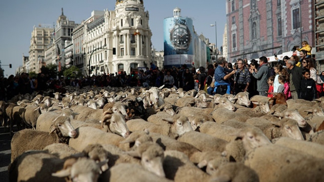Madrid sokaklarında bin 500 koyunla Orta çağ geleneği canlandırıldı