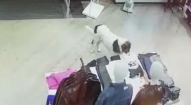 Sevimli köpek AVM'den tişört çalarken kameralara yakalandı